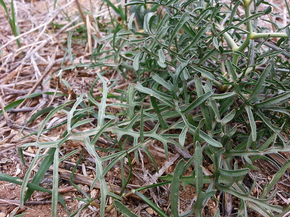 Image of Erucaria hispanica specimen.