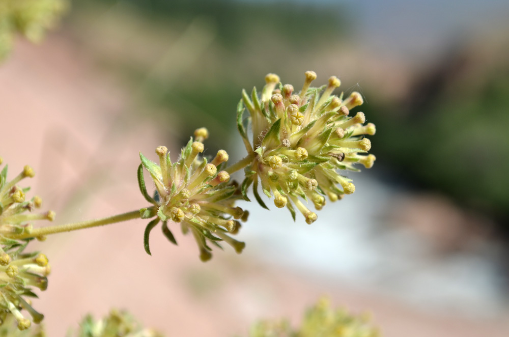 Image of Asperula kirghisorum specimen.