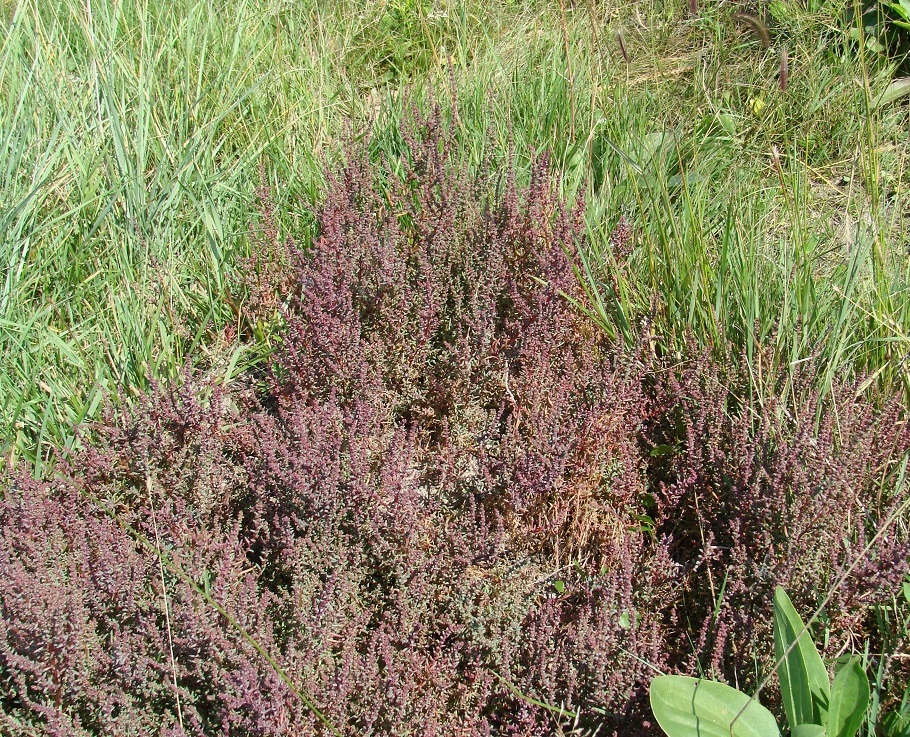 Image of genus Suaeda specimen.