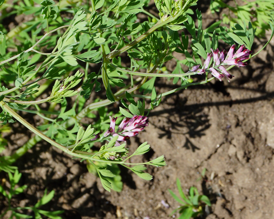 Image of Fumaria officinalis specimen.