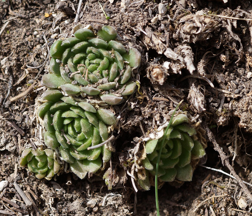 Изображение особи Rosularia platyphylla.