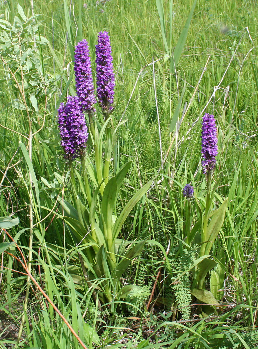 Image of Dactylorhiza sibirica specimen.