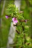 Pedicularis palustris. Верхушка цветущего растения. Республика Татарстан, болото Кулигаш. 03.08.2005.