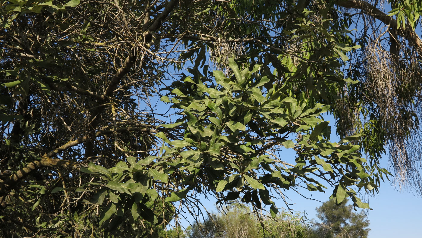 Изображение особи Grevillea hilliana.