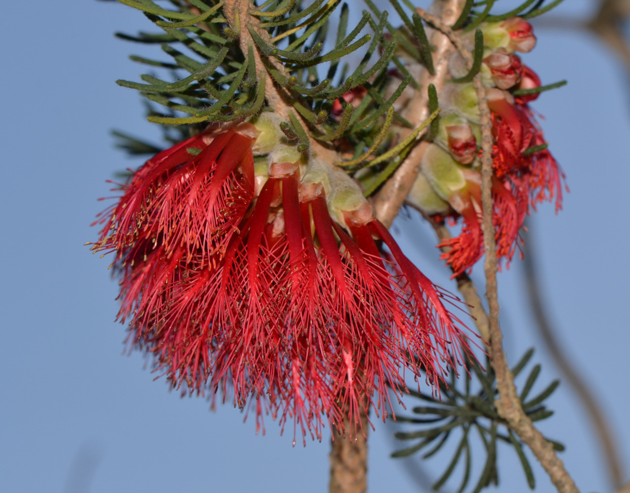 Image of Calothamnus villosus specimen.