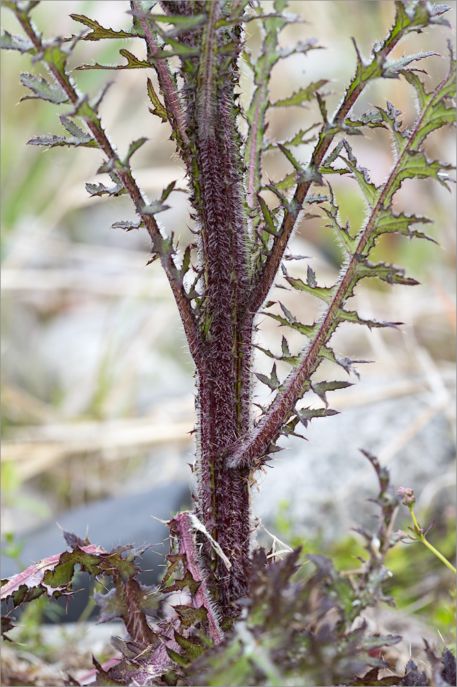 Изображение особи Cirsium palustre.