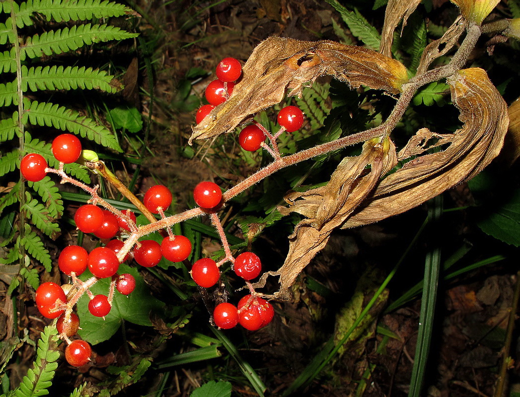 Image of Smilacina hirta specimen.