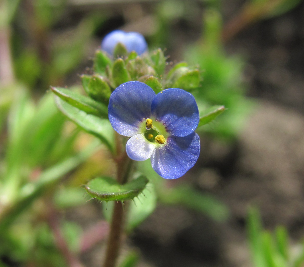 Изображение особи Veronica acinifolia.