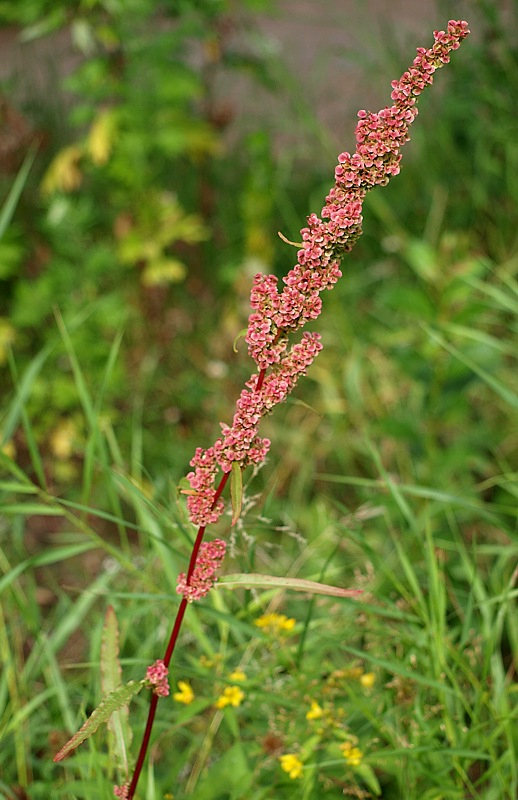 Image of Rumex pseudonatronatus specimen.