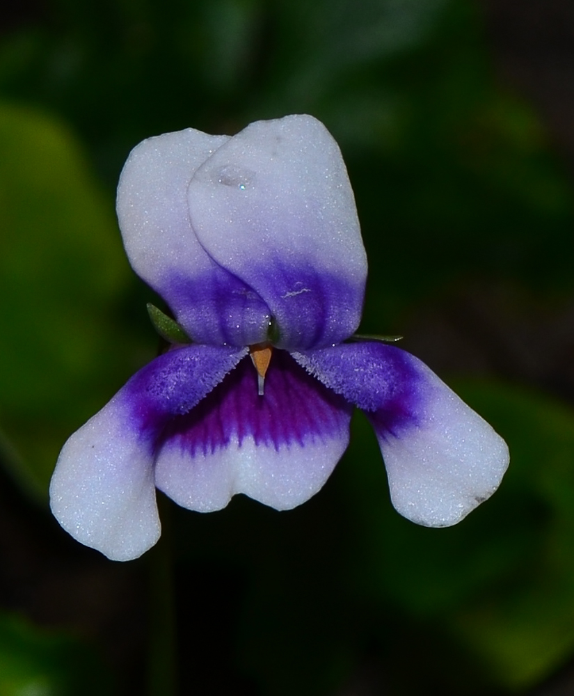 Image of Viola hederacea specimen.