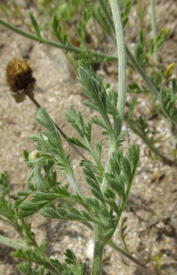 Изображение особи Anthemis dubia.