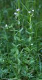 Epilobium montanum