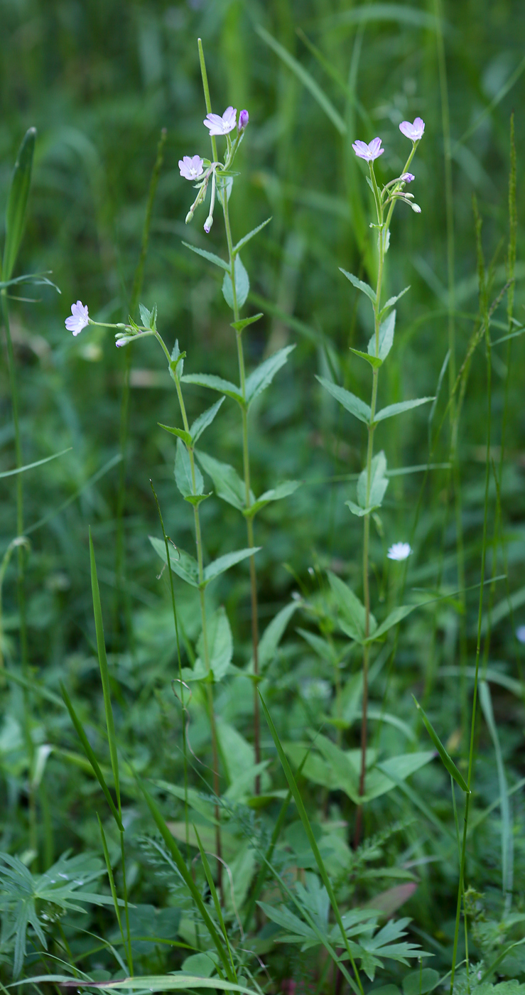 Image of Epilobium montanum specimen.