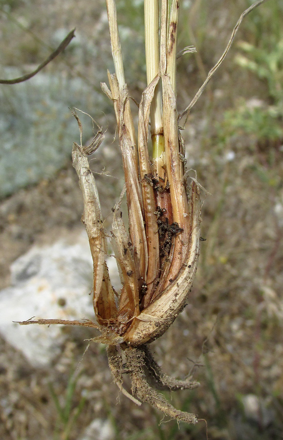 Image of Agropyron pectinatum specimen.