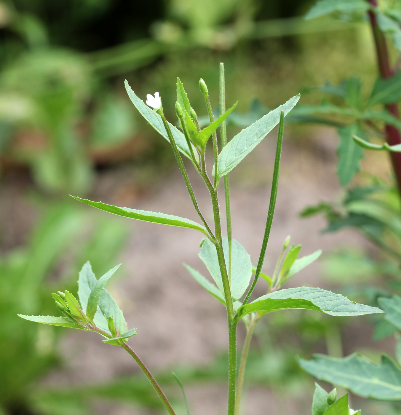 Изображение особи Epilobium pseudorubescens.