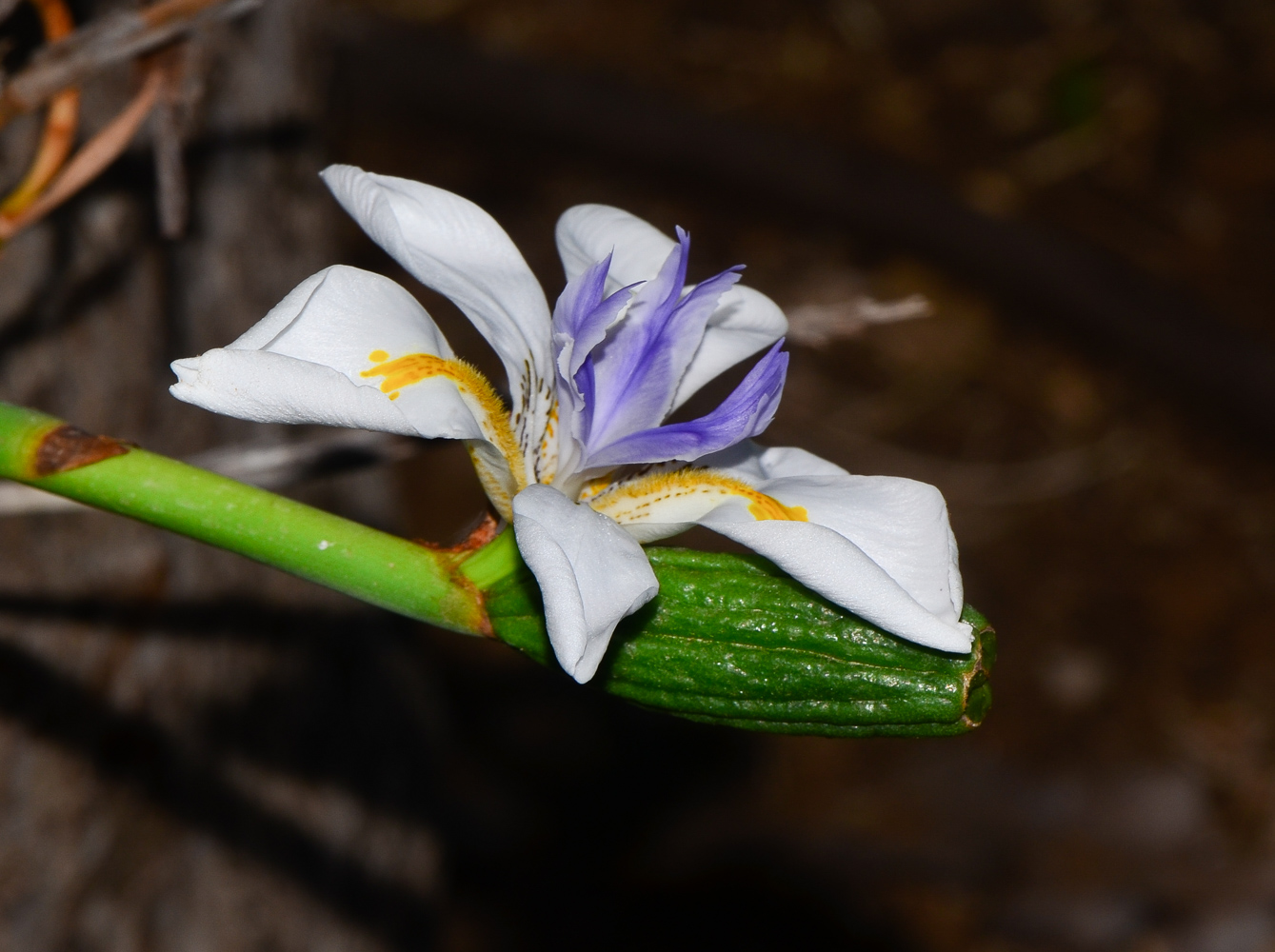 Image of Dietes grandiflora specimen.