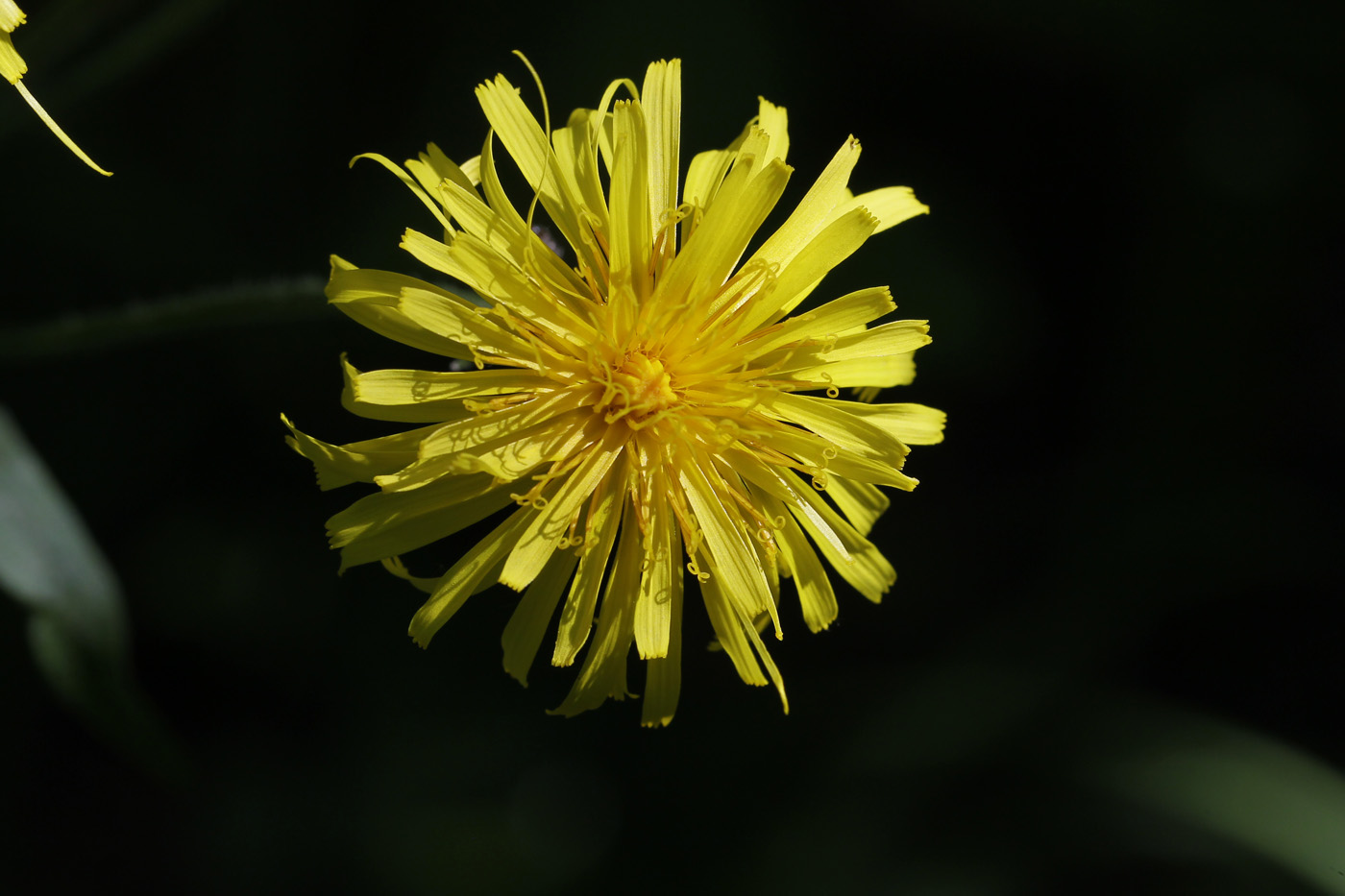 Image of Crepis sibirica specimen.