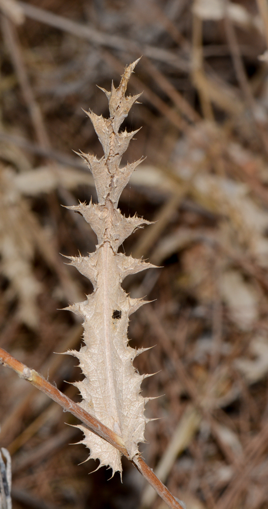 Image of Carlina curetum specimen.