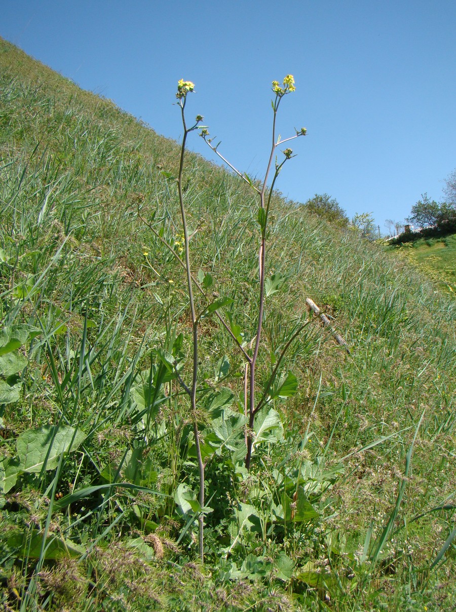 Image of Sinapis arvensis specimen.