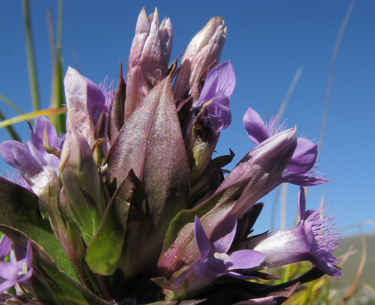 Изображение особи Gentianella biebersteinii.