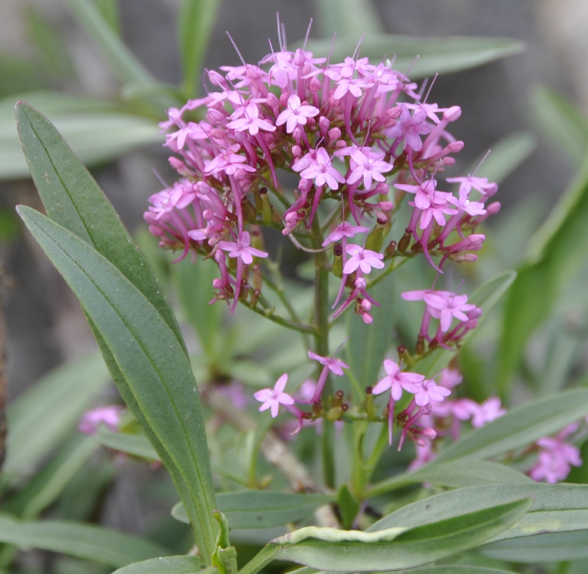 Image of Centranthus ruber specimen.