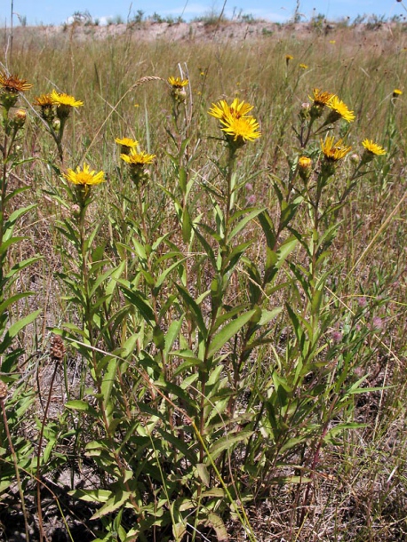 Изображение особи Inula aspera.