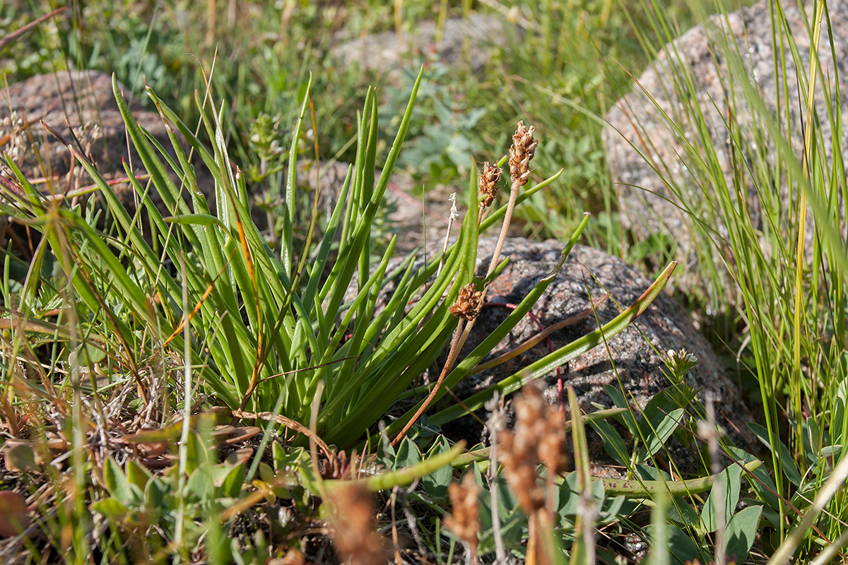 Изображение особи Plantago schrenkii.