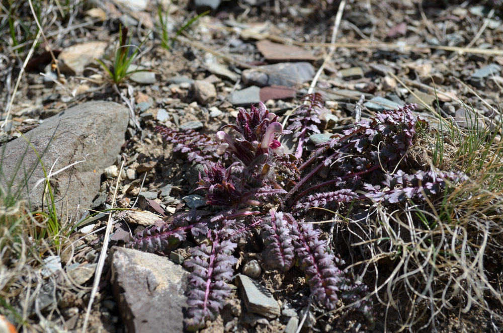 Image of Pedicularis karatavica specimen.