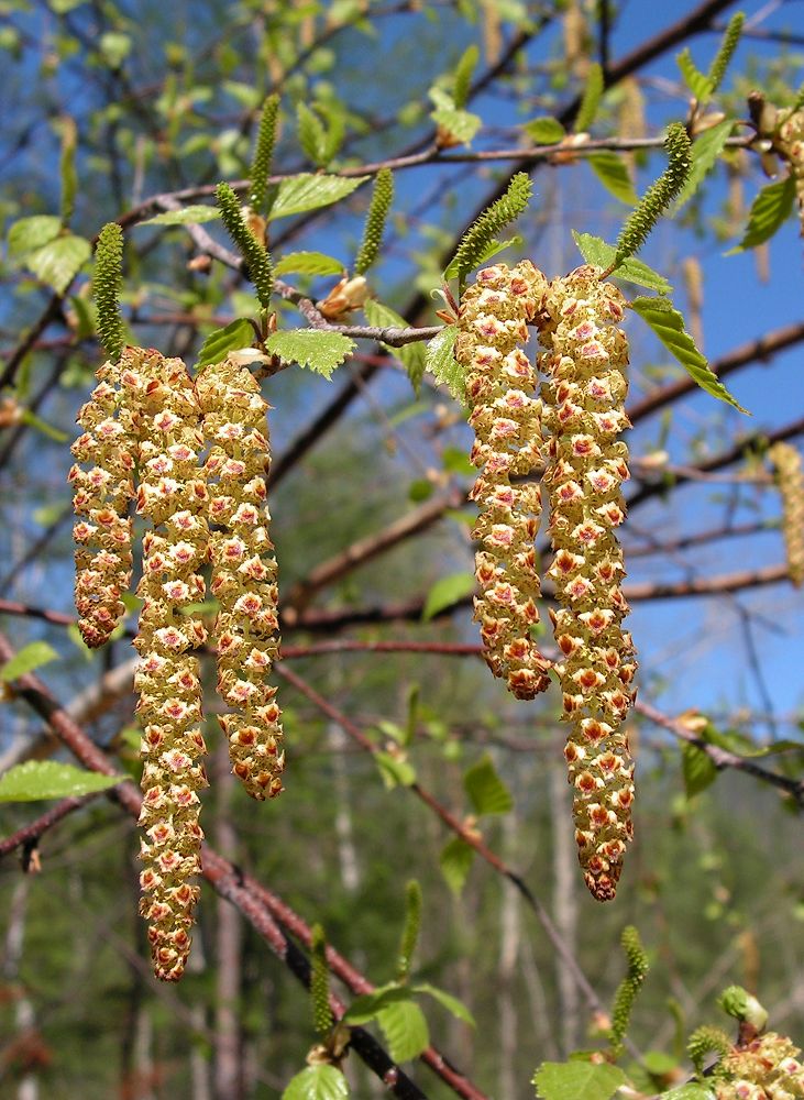 Image of Betula platyphylla specimen.