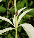 Buddleja davidii. Часть побега (видна нижняя поверхность листьев) с сидящим клопом. Восточный Казахстан, г. Усть-Каменогорск, Архитектурно-ландшафтный музей-заповедник, в культуре. 04.09.2016.