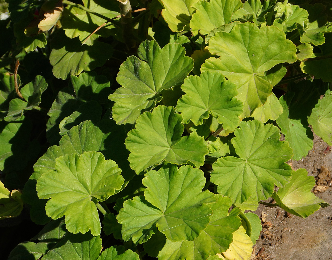 Изображение особи Pelargonium hortorum.