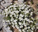 Minuartia recurva