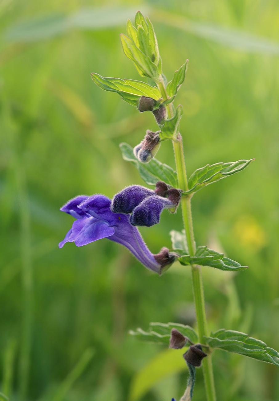 Изображение особи Scutellaria tuminensis.