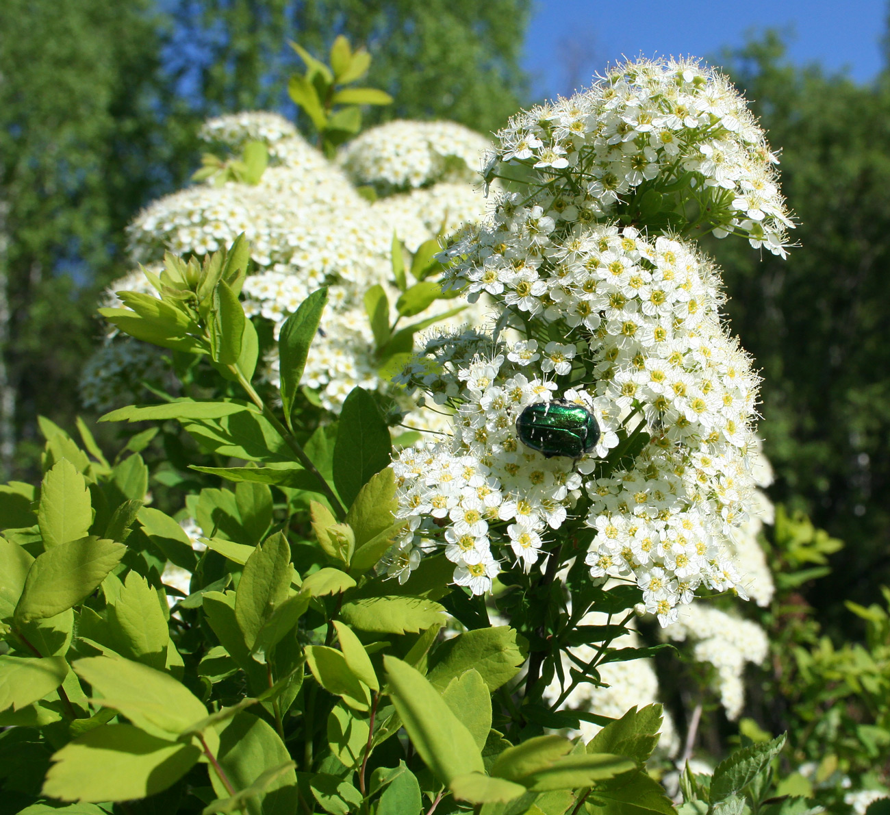 Image of Spiraea media specimen.