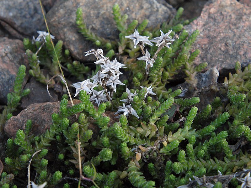 Image of Sedum acre specimen.