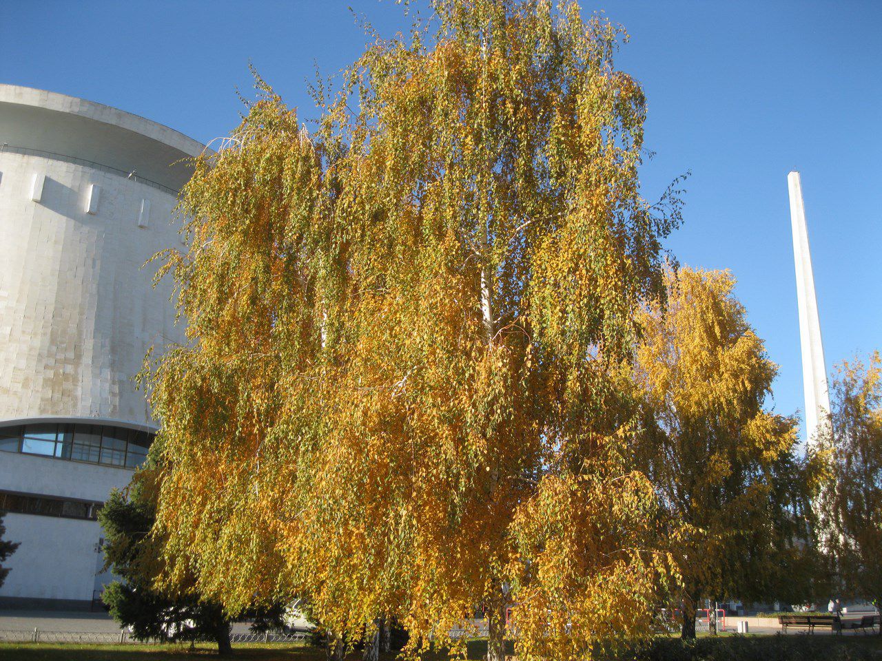 Изображение особи Betula pendula.