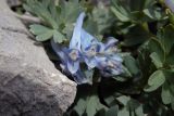 Corydalis alpestris. Цветки. Республика Адыгея, Майкопский р-н, Кавказский биосферный заповедник, вершина горы Фишт, среди камней, выс. 2867 м н.у.м. 16.07.2017.