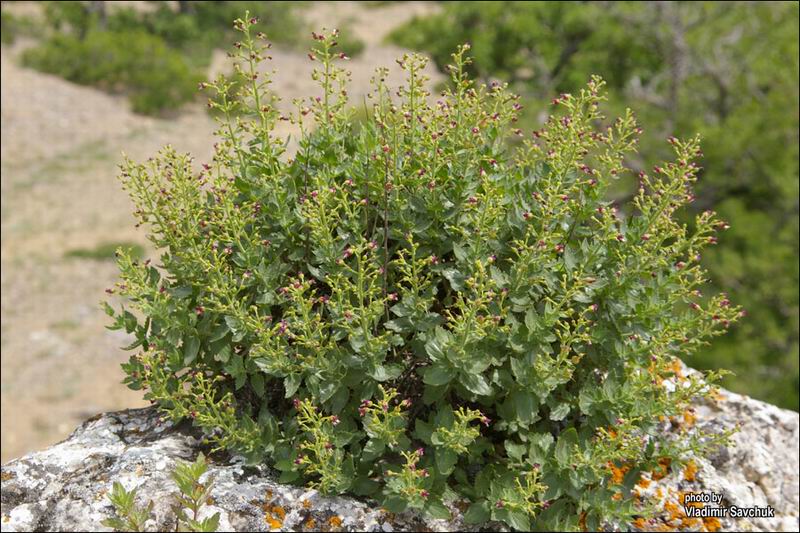 Изображение особи Scrophularia rupestris.