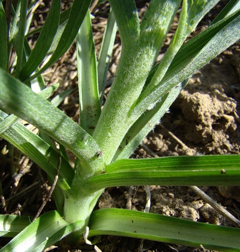 Image of Scorzonera mollis specimen.