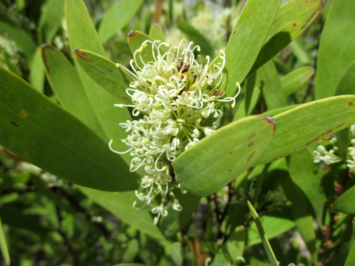 Image of Hakea salicifolia specimen.