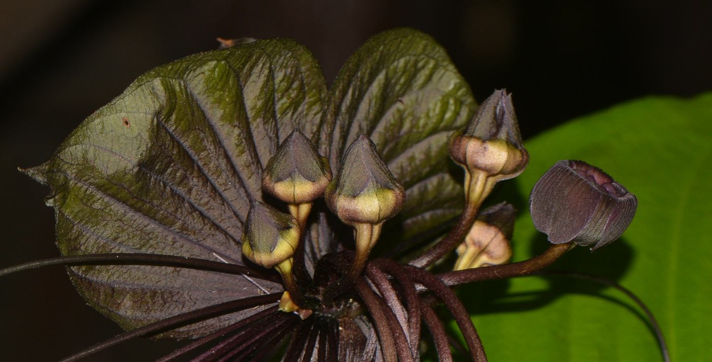 Image of Tacca chantrieri specimen.