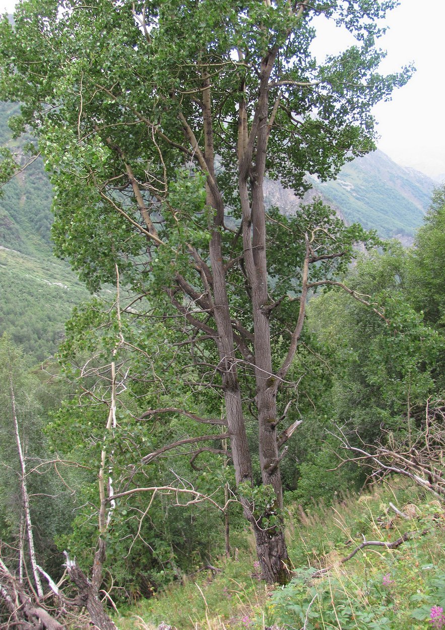 Изображение особи Populus tremula.