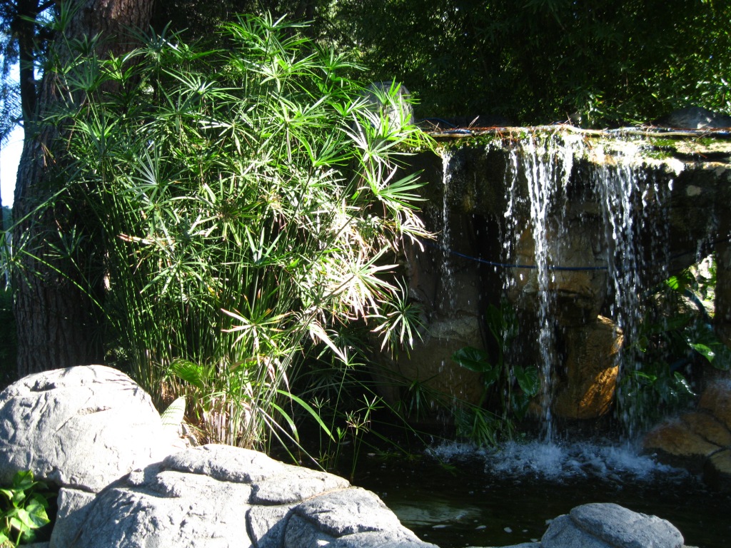 Image of Cyperus alternifolius specimen.