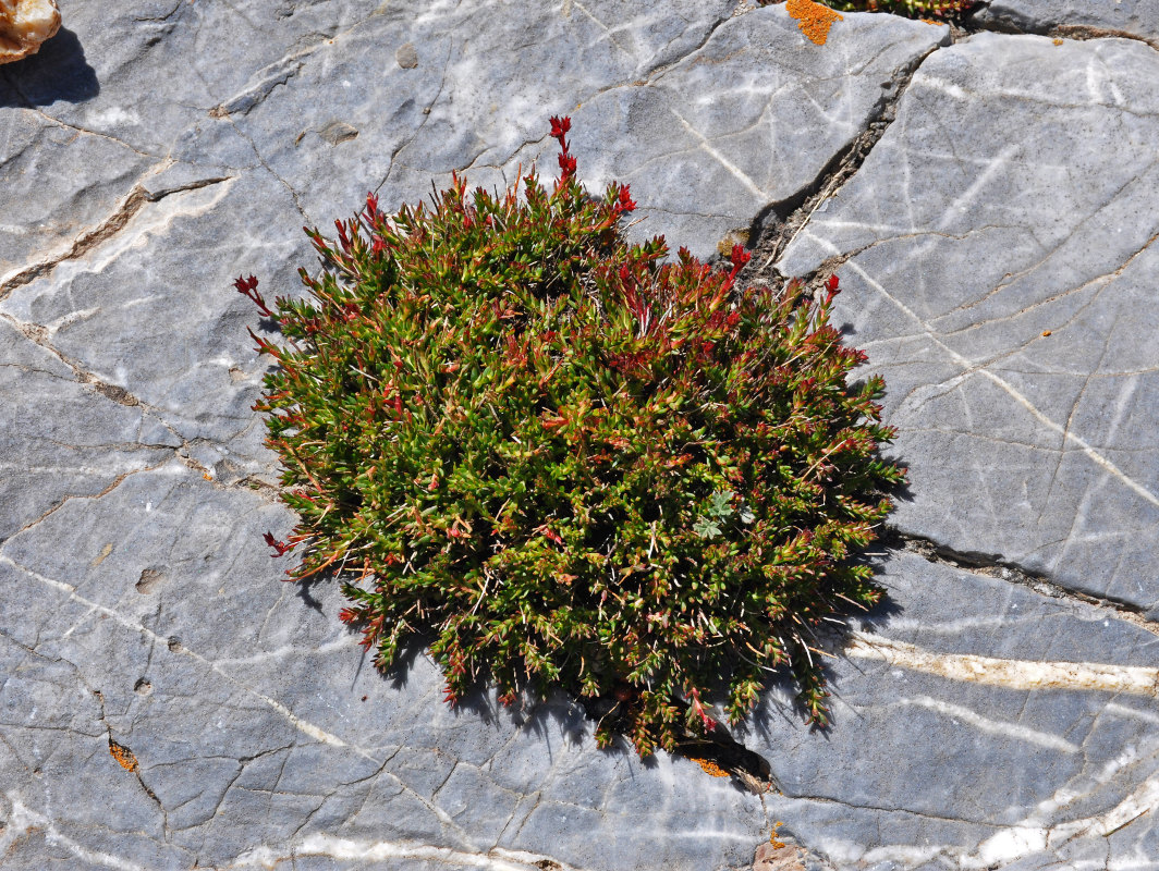 Изображение особи Rhodiola coccinea.