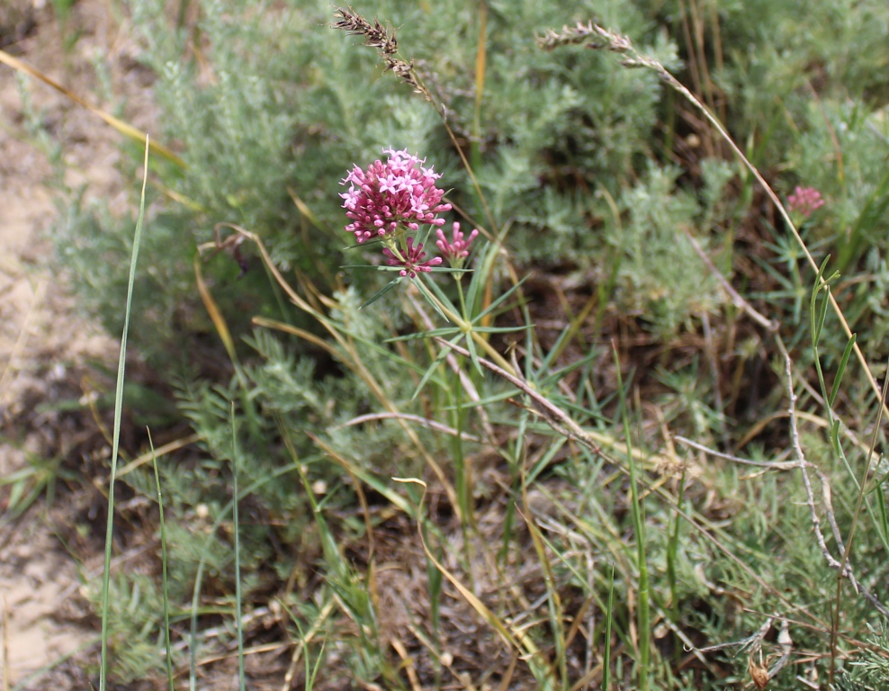 Image of Crucianella sintenisii specimen.