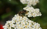 Achillea millefolium