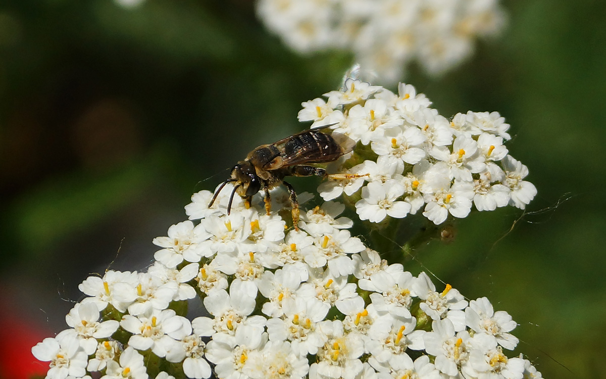 Изображение особи Achillea millefolium.