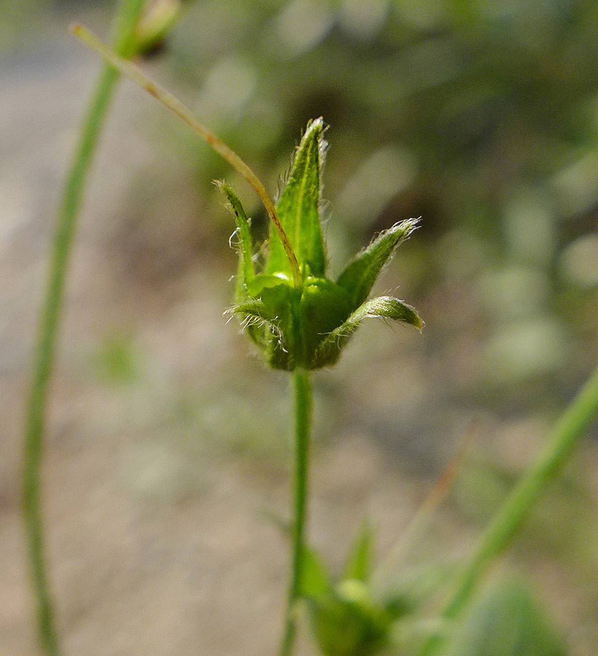 Image of Mertensia pubescens specimen.