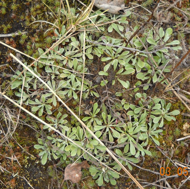 Изображение особи Antennaria dioica.