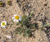 genus Anthemis